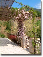 Terrace under the pergola
